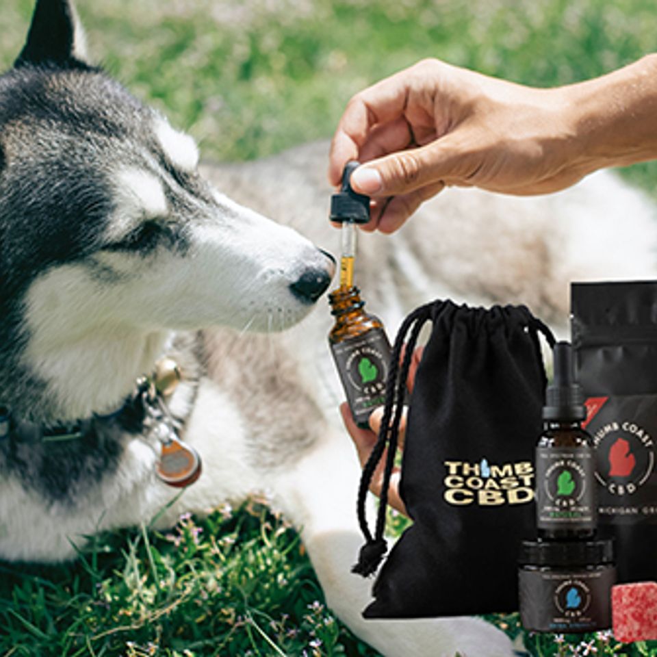 cbd for dogs