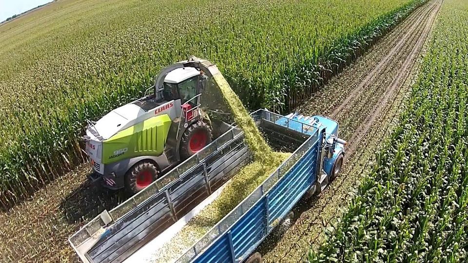 Corn silage harvest - agricultural seeds from Eastern Colorado Seed.