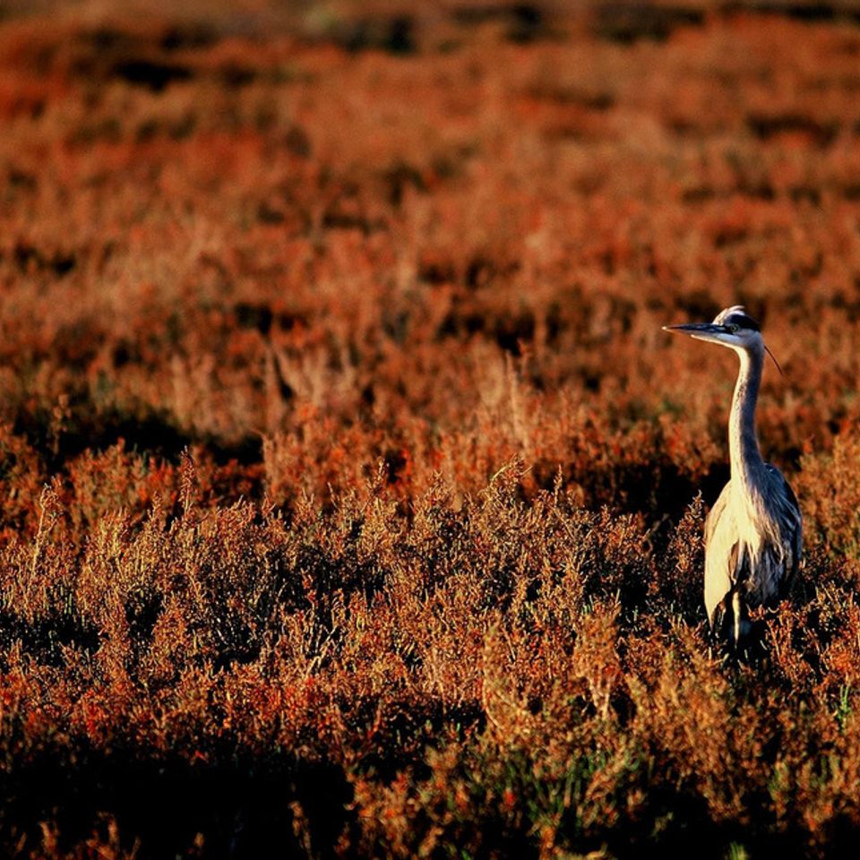 Chuckgraham greatblueheron img05320121130 1864 1gvhrx7 0