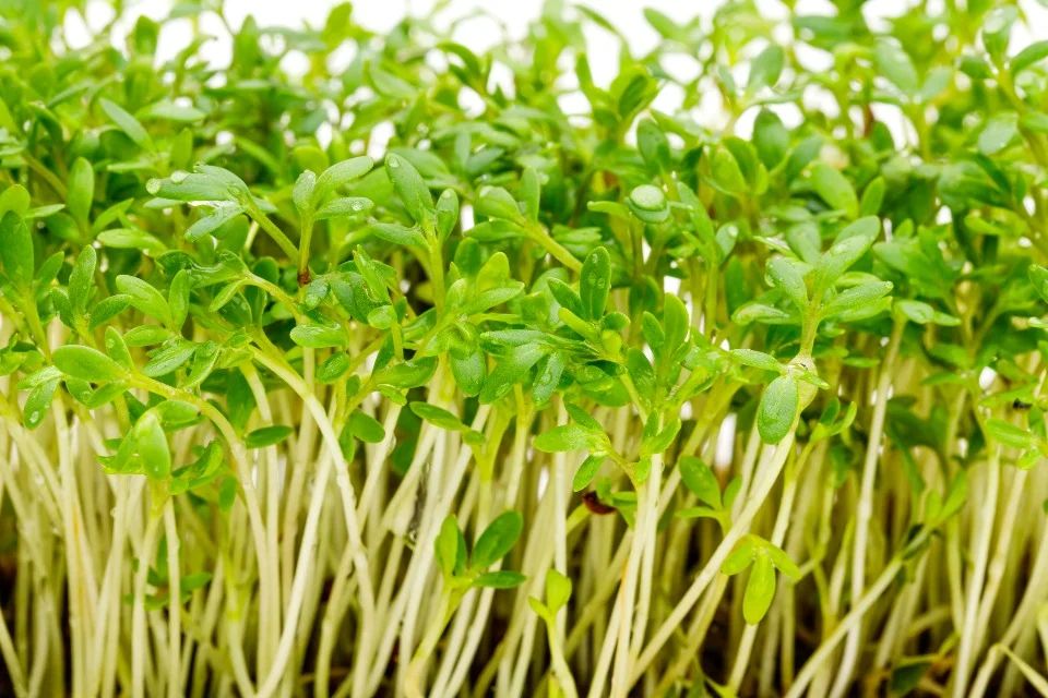 Growing microgreens 5 