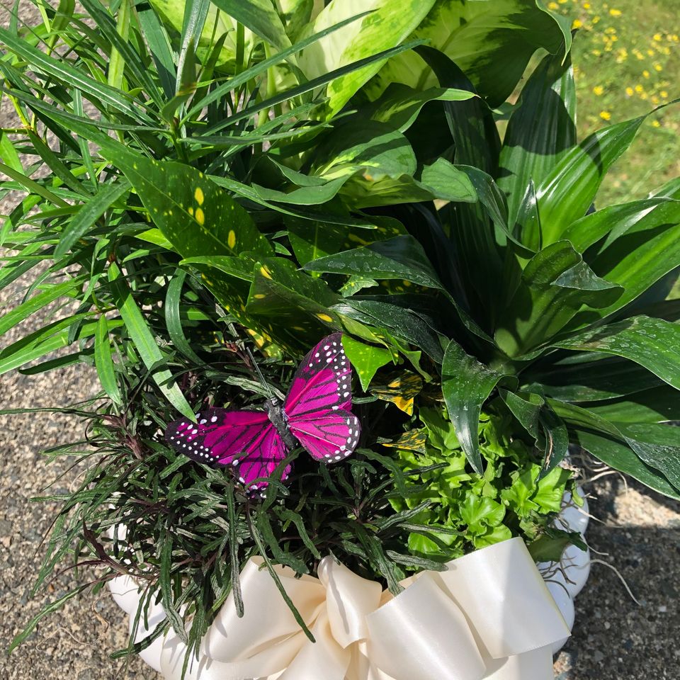 Lf plants2