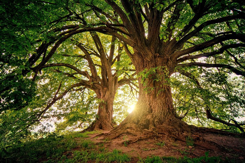 Trees g4b6469dfe 1920