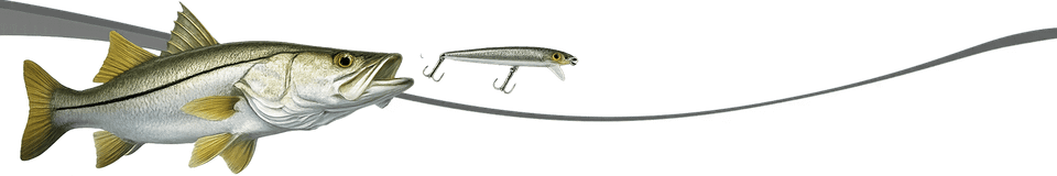 Snook transition