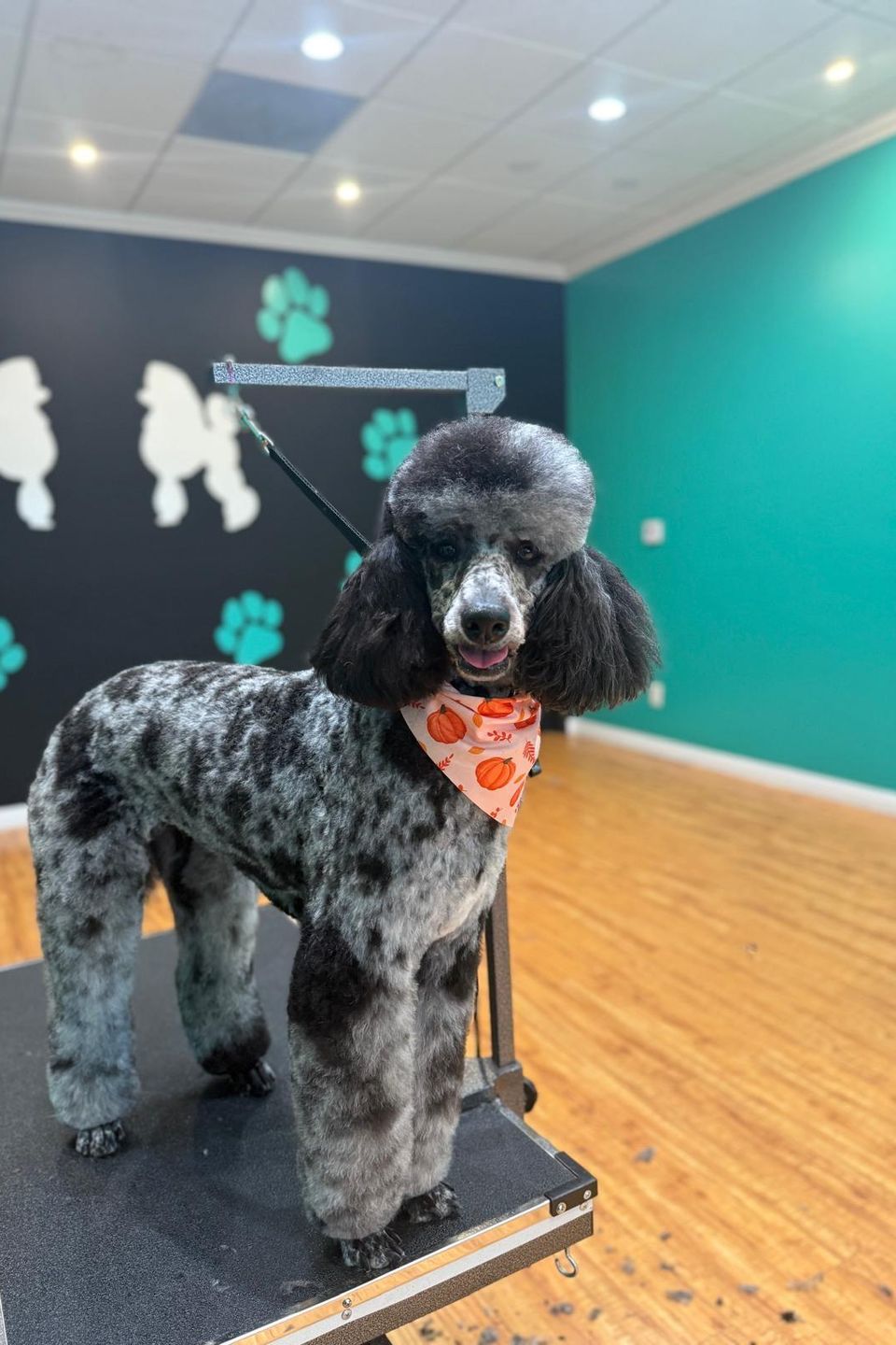 Woofsp8
