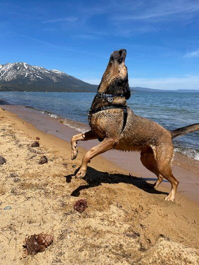 Gunther, KPCopy's 100 pound dog living his best life, caught howling on the shore of Lake Tahoe 