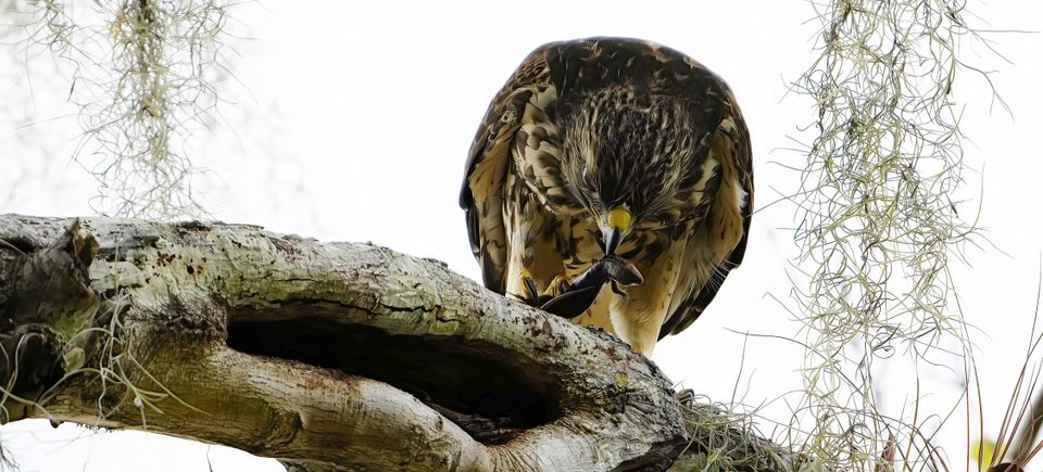 Hawk dining copy