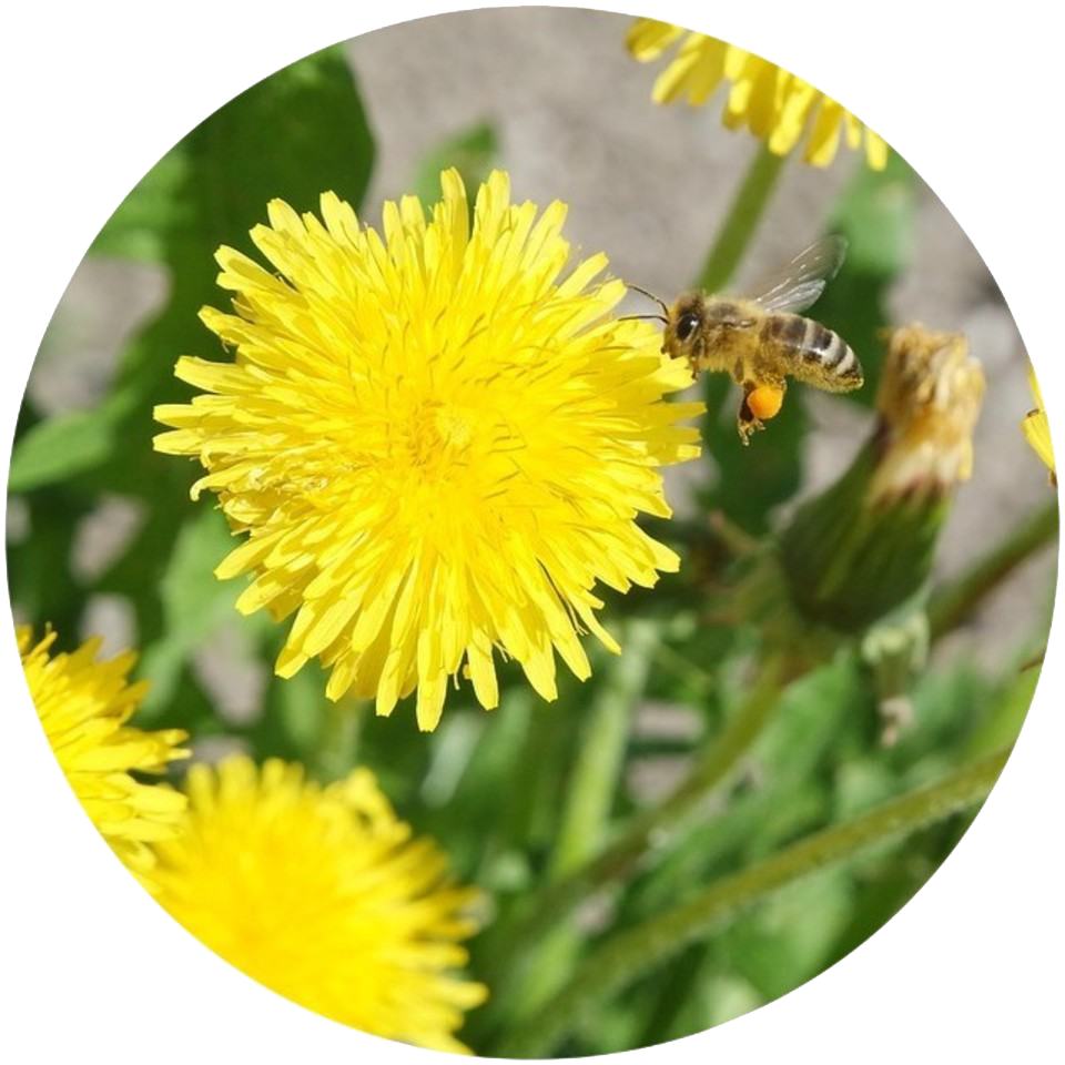 Weeds20180404 23308 otqmfr
