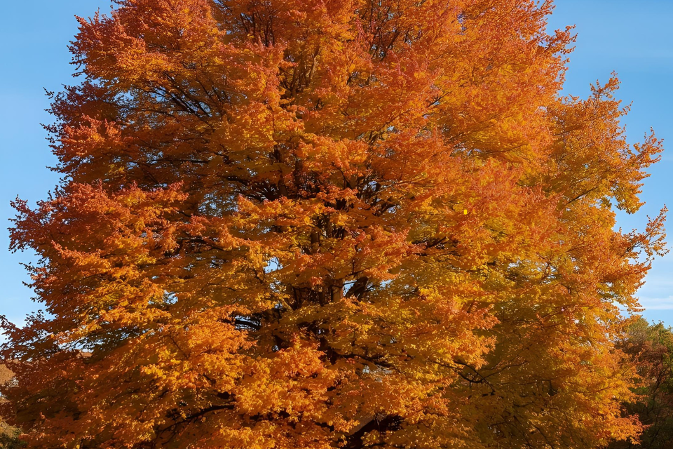 Tree service in chester  ct.