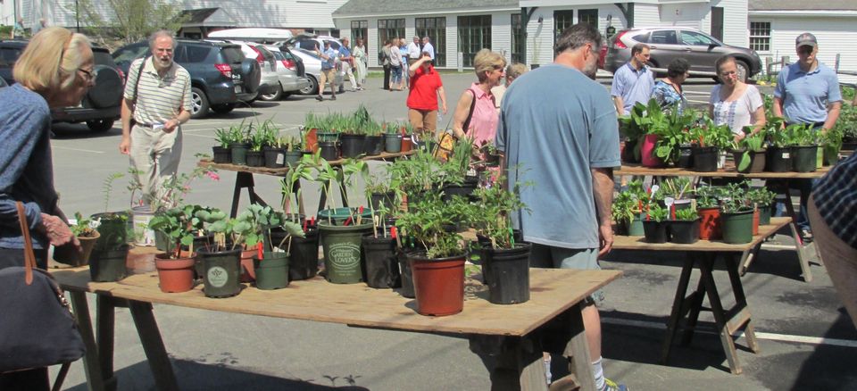 Fpc plant sale photo