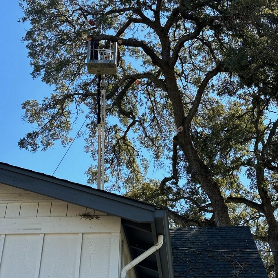 Tree Service Placer County