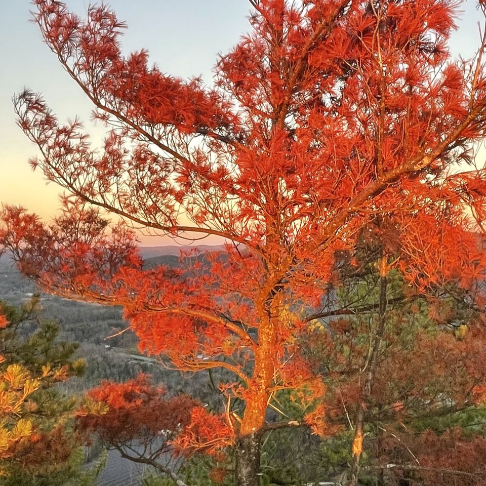 14x24   neil   monumental flaming tree