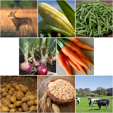 Seed collage