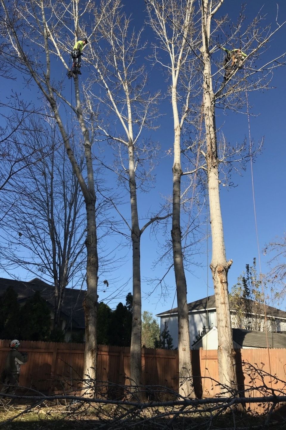 Tree prunning
