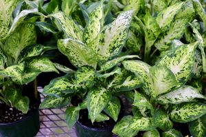 Dieffenbachia