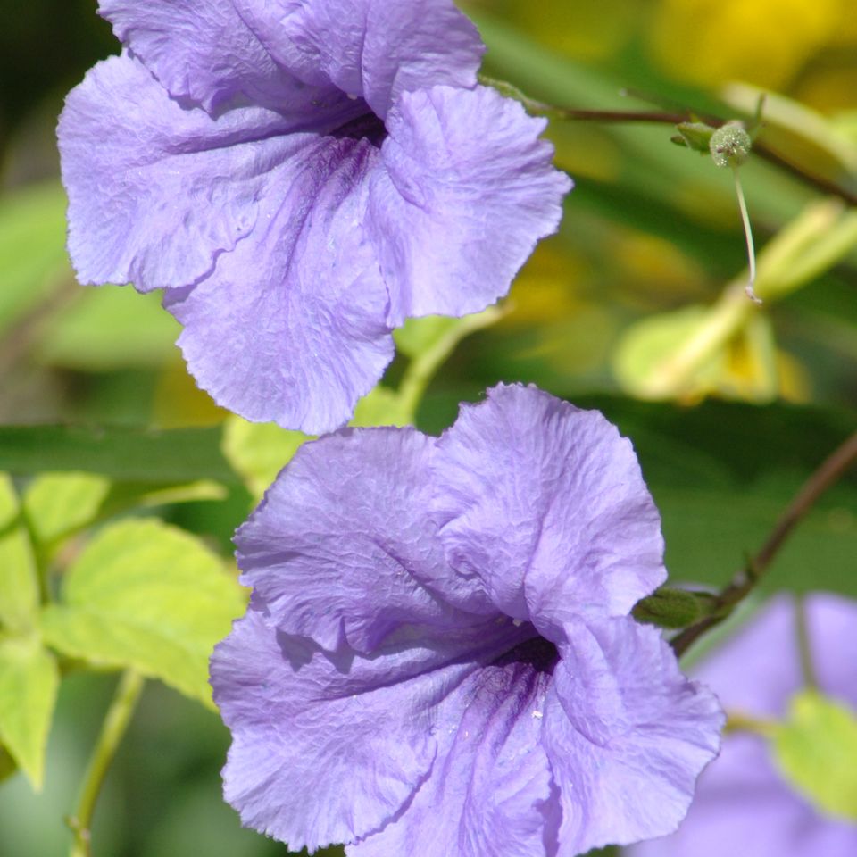 An flowers68 rc