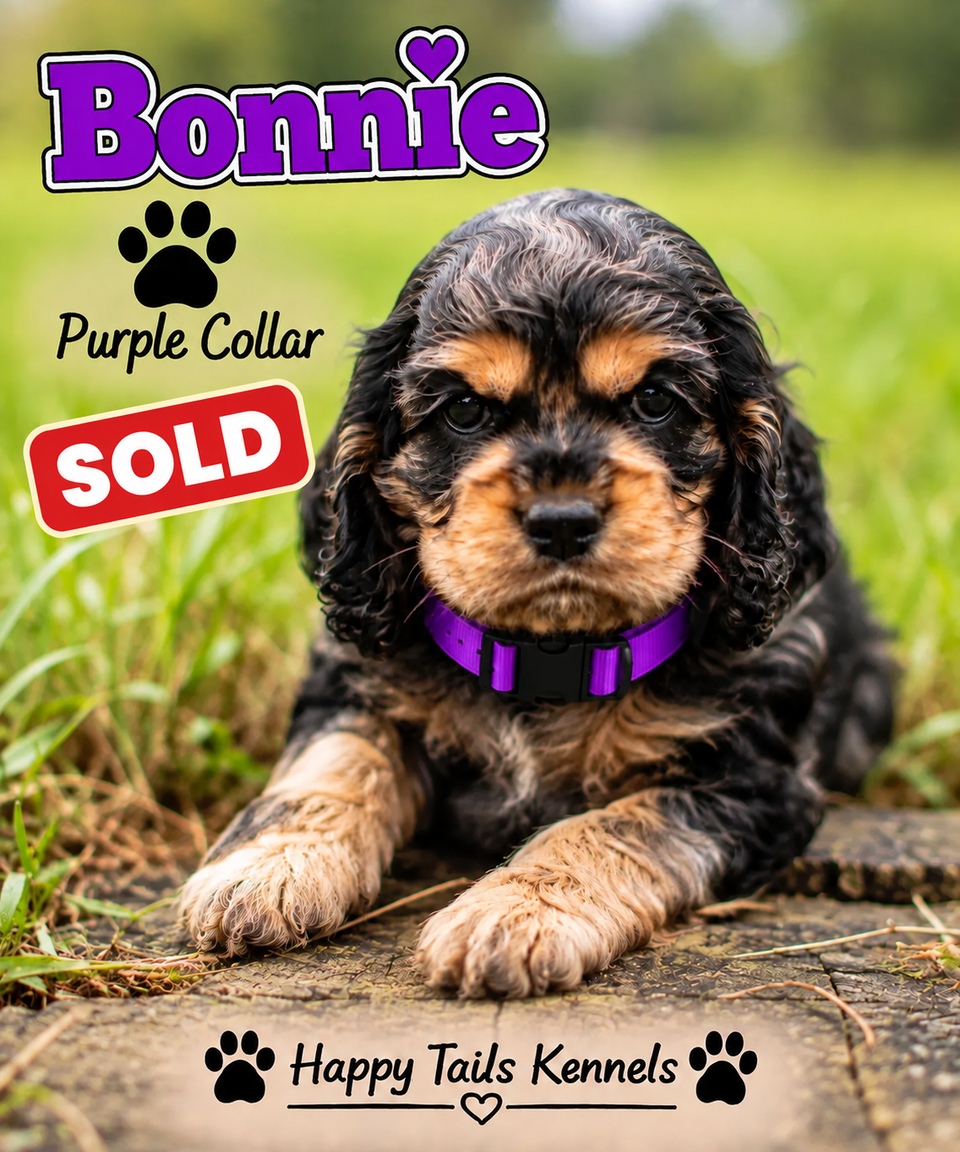 Puppy portrait with sold badge