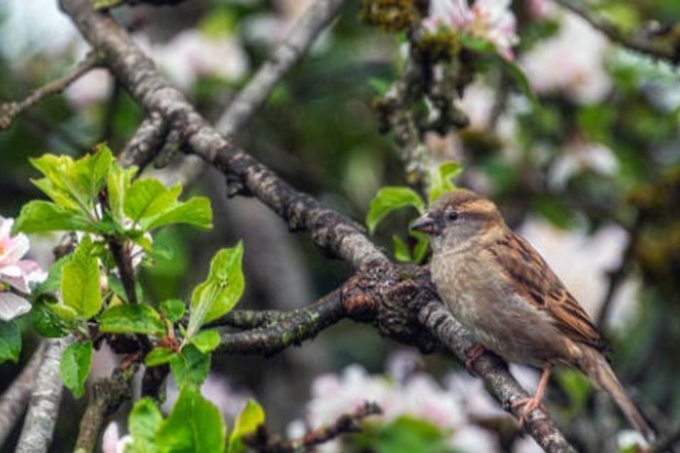 Long Island Wildlife Control opossum racoon squirrel bat bird capture