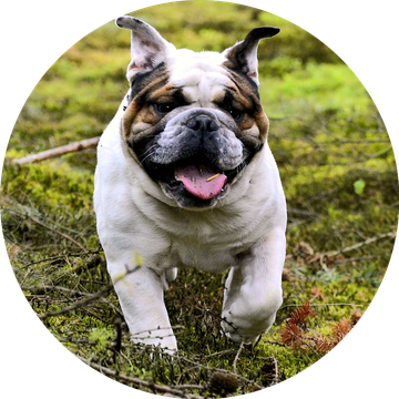 Domestic animal g5d11397d5 1920 960x960 circle