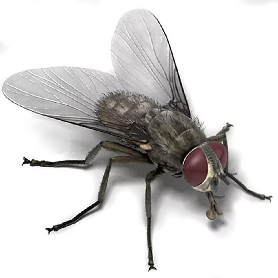 Pest1