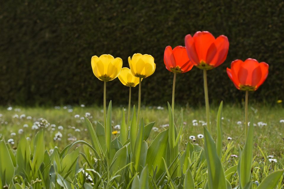 Tulips g0418f1907 1920