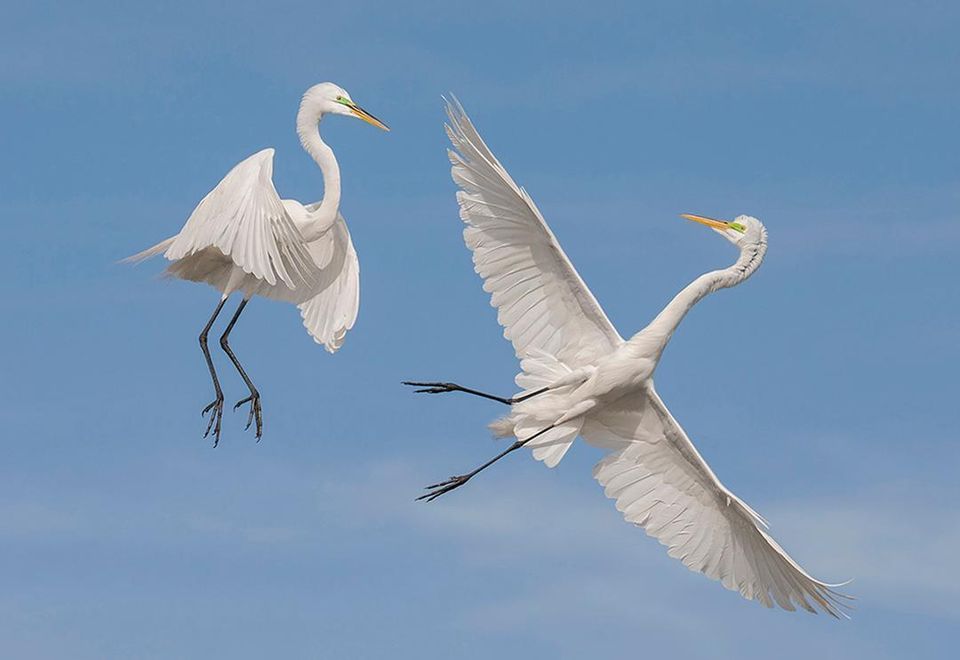 Great egrets