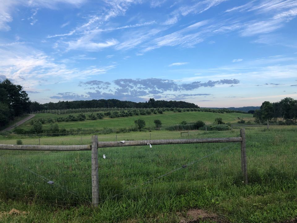 Prospect hill community orchard photo by chp