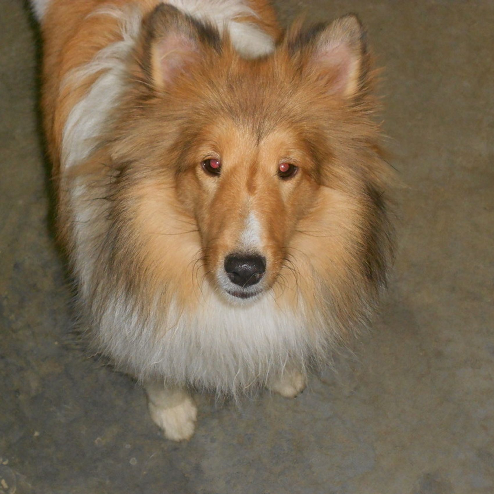 A Dog's Day Out Daycare, Boarding and Grooming
