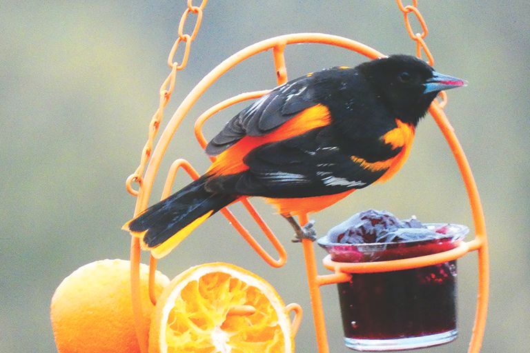 Orioletrishhart