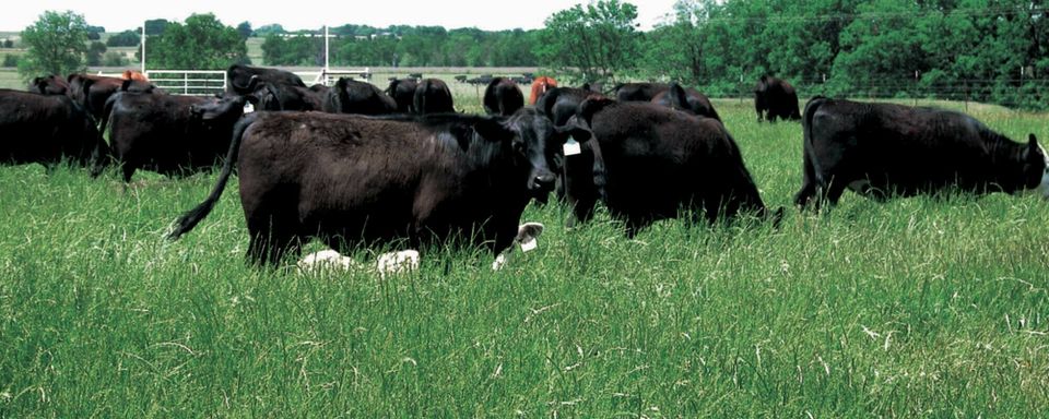 Annual ryegrass forage seeds for beef cows