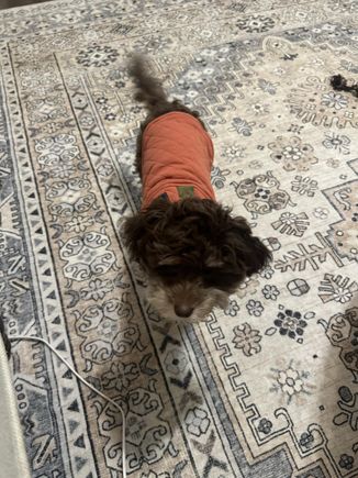 Img 1763