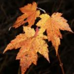 Plant species guide — red maple 800x800 1
