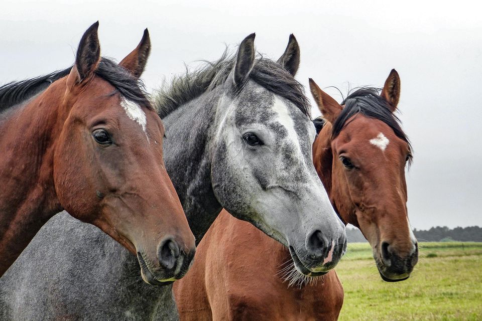 Horses g1384b00fe 1920