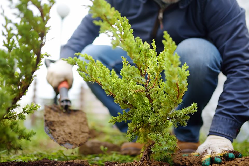 How to plant a tree update step 9