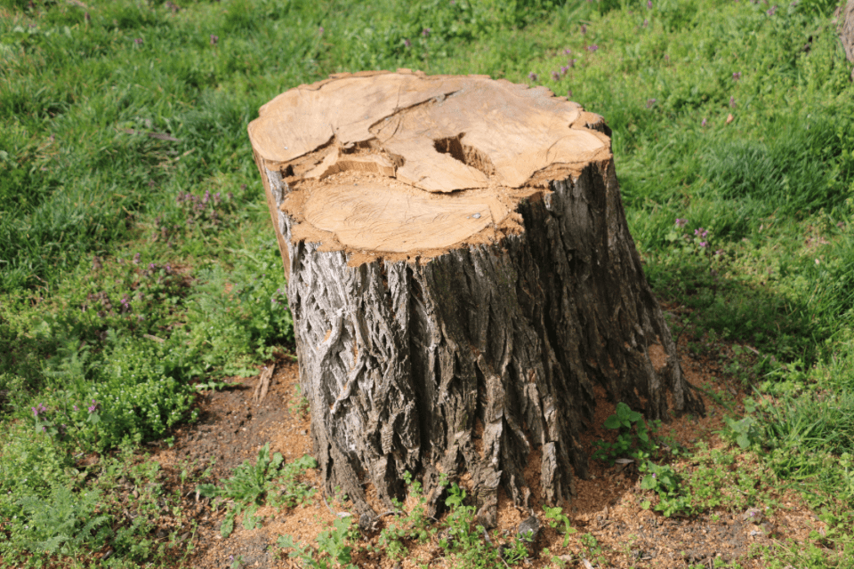 stump grinding