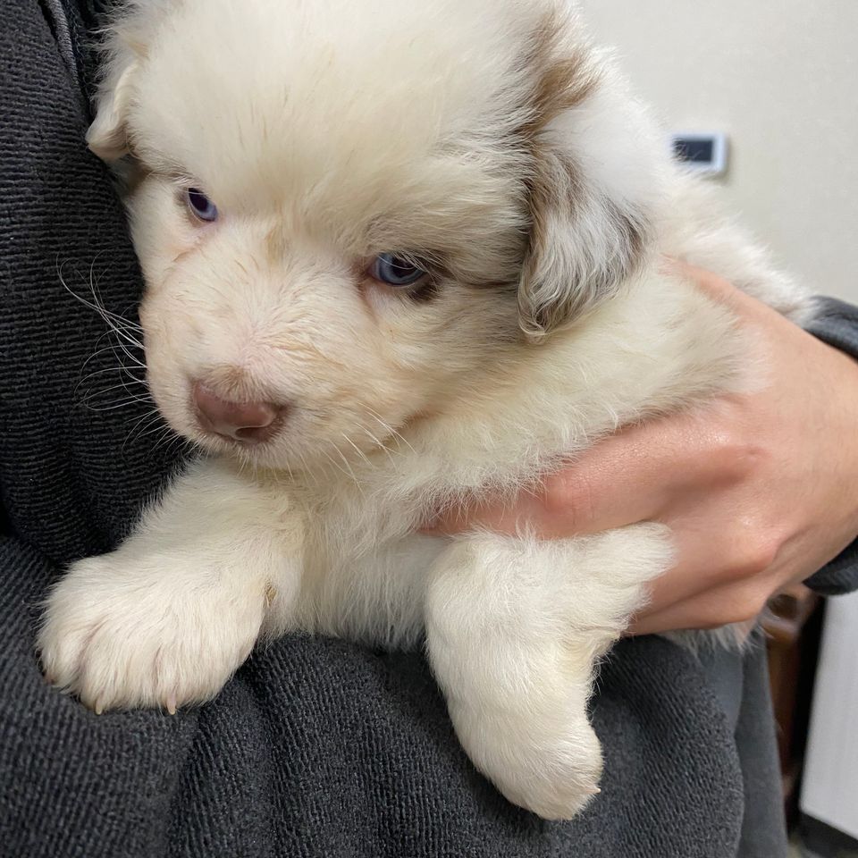 Puppy 1