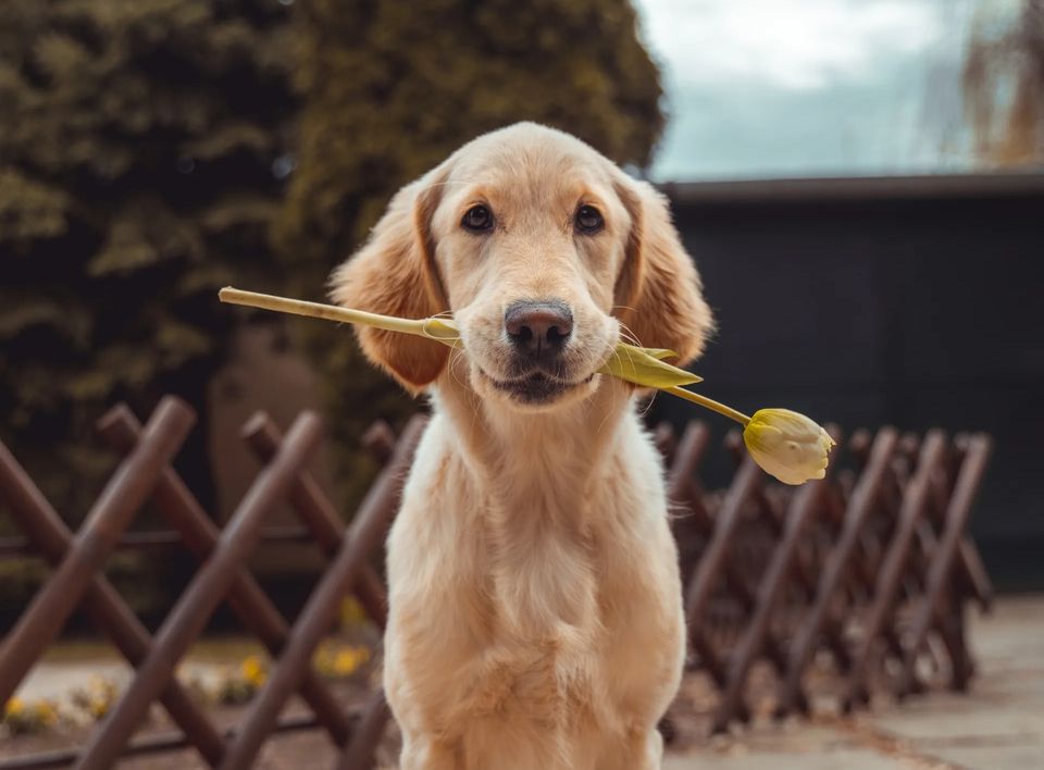 Pet Photography