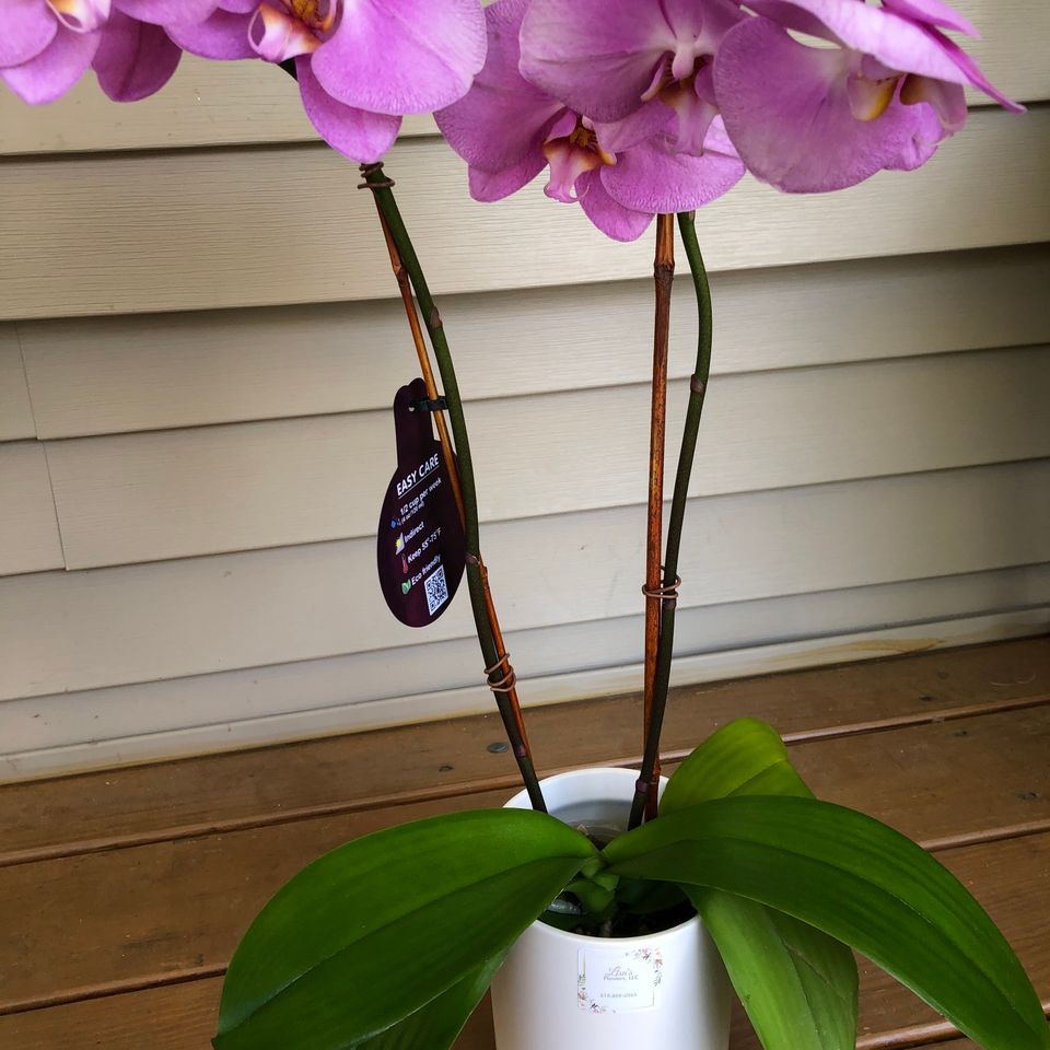Lf plants4