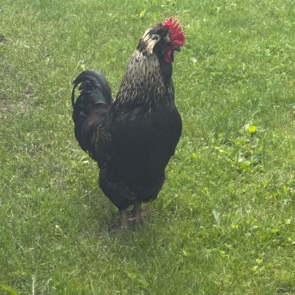 Z1