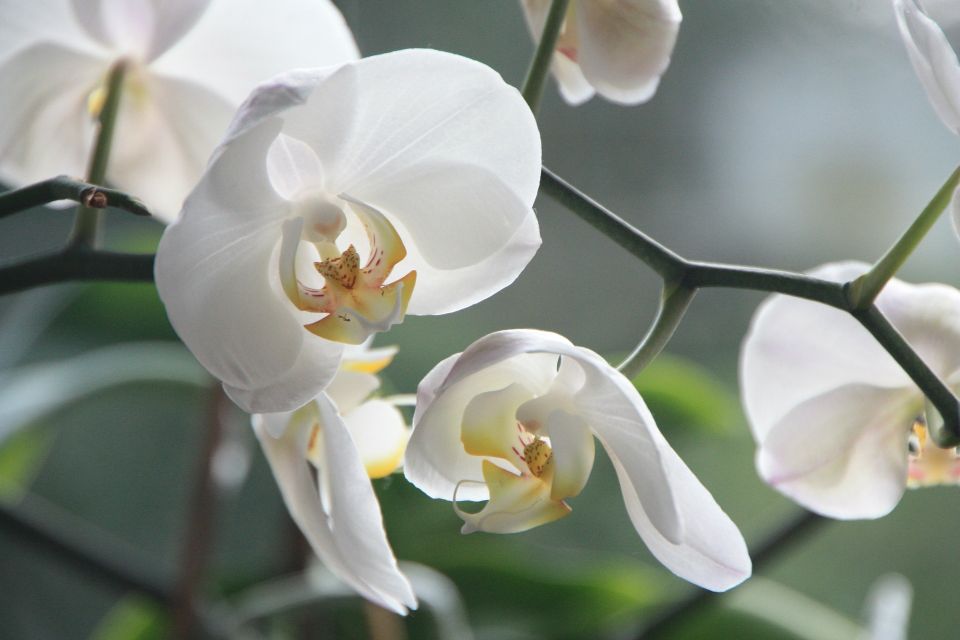 Orchid gcbd9d1c0c 1920