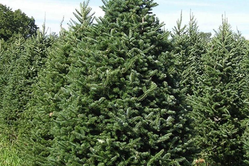 Balsom fir