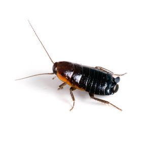 Orientalcockroach