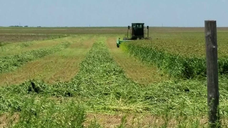 Golden German Malt Barley Seed - ECS Eastern Colorado Seed