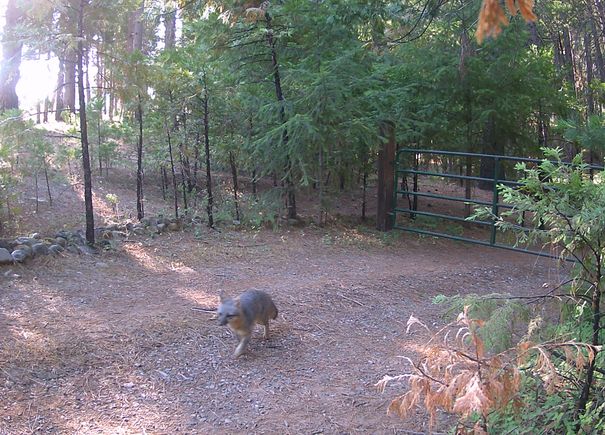 Cabin fox