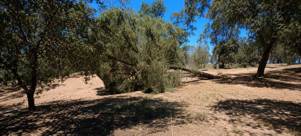 Controlled digger pine tree removal by Lyon’s Tree Service in Meadow Vista, California