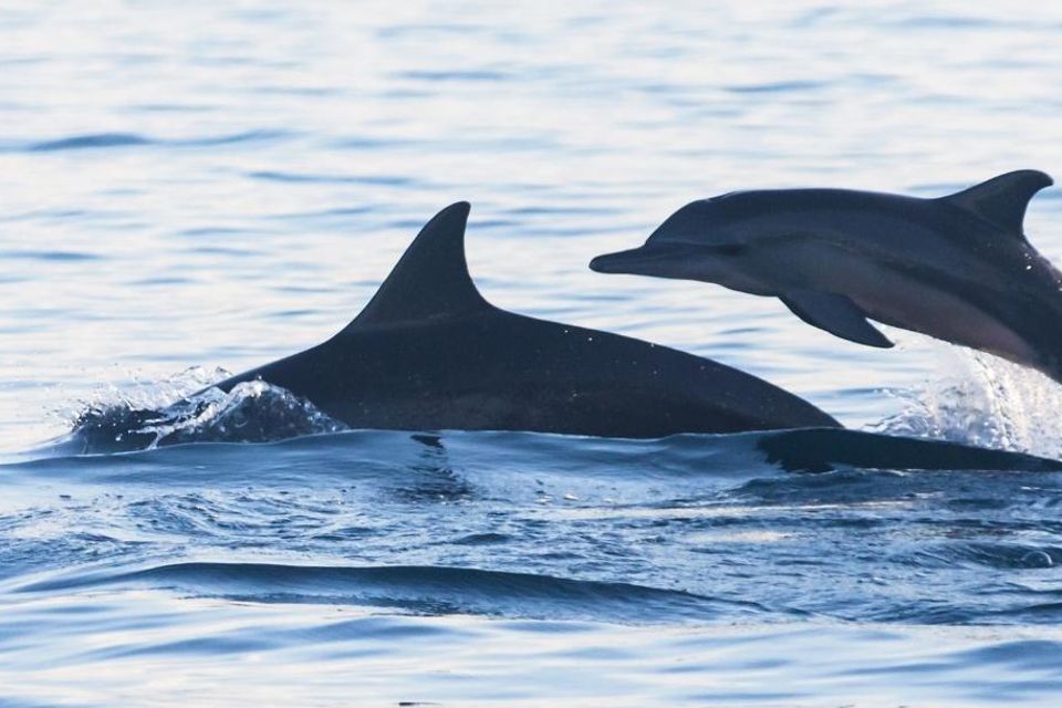 A playful dolphin jumping beside another dolphin during a Charleston Harbor dolphin tour with LowCountry Coastal Excursions