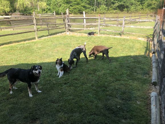 5 dogs(2)