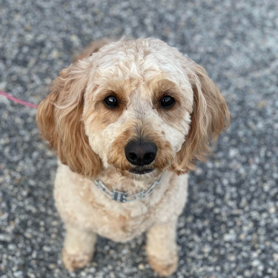 Gigi