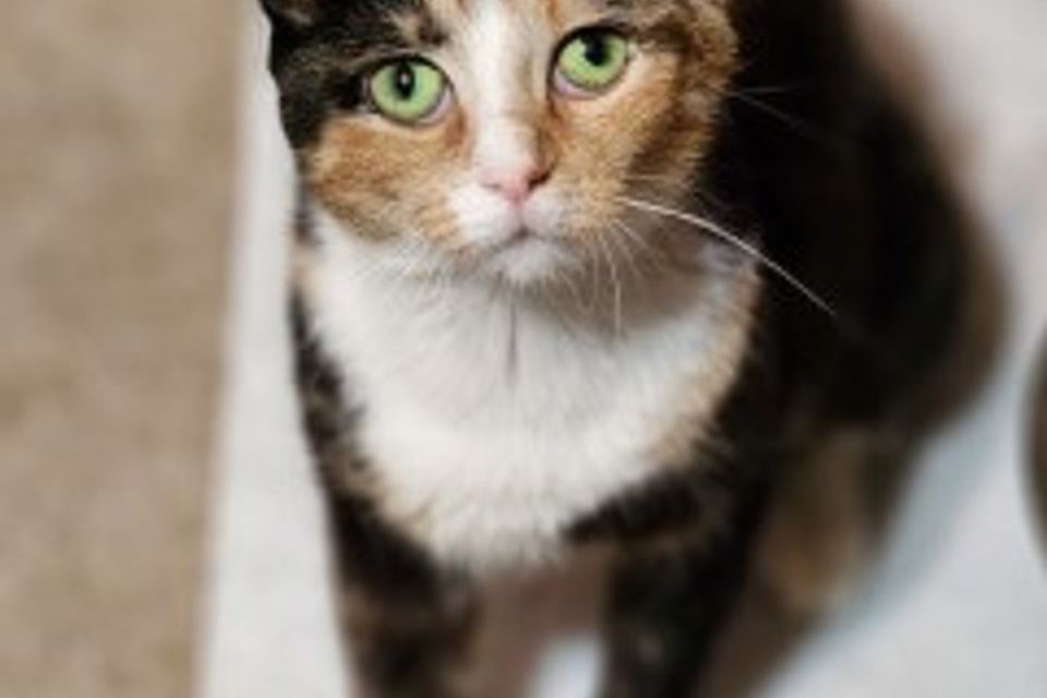 Ginger 4