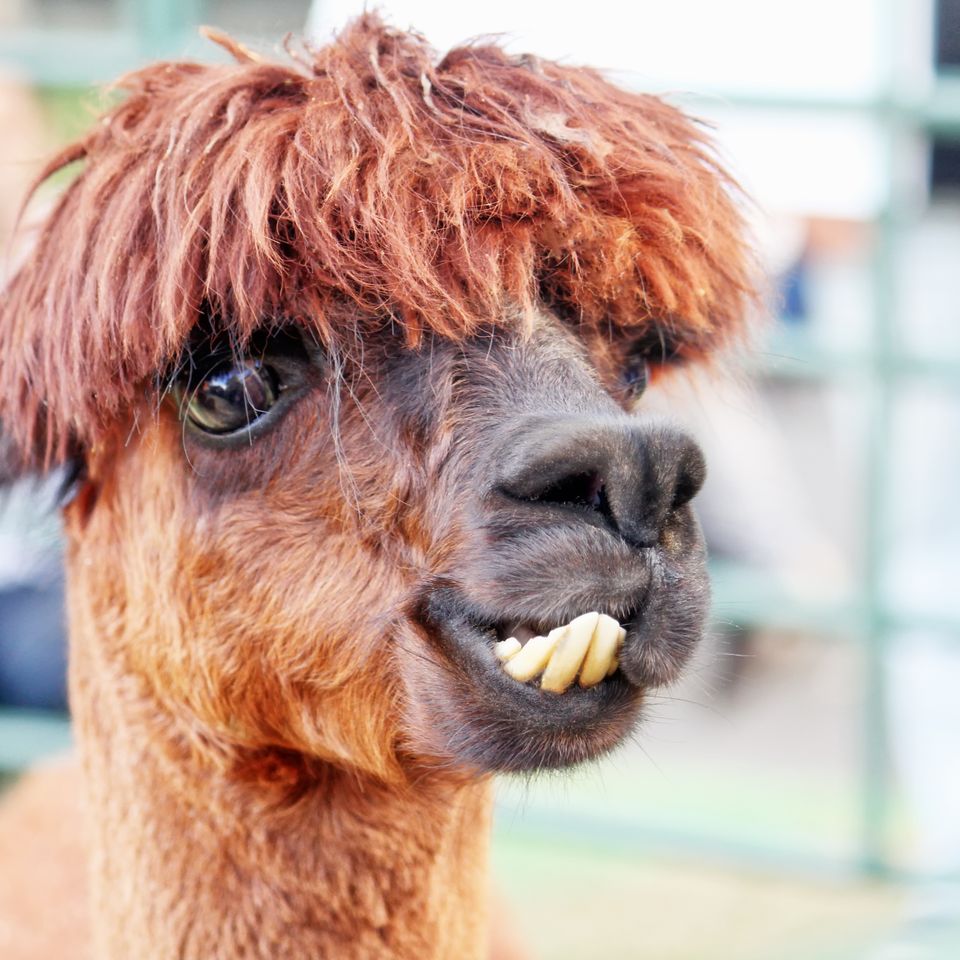 Funny llama