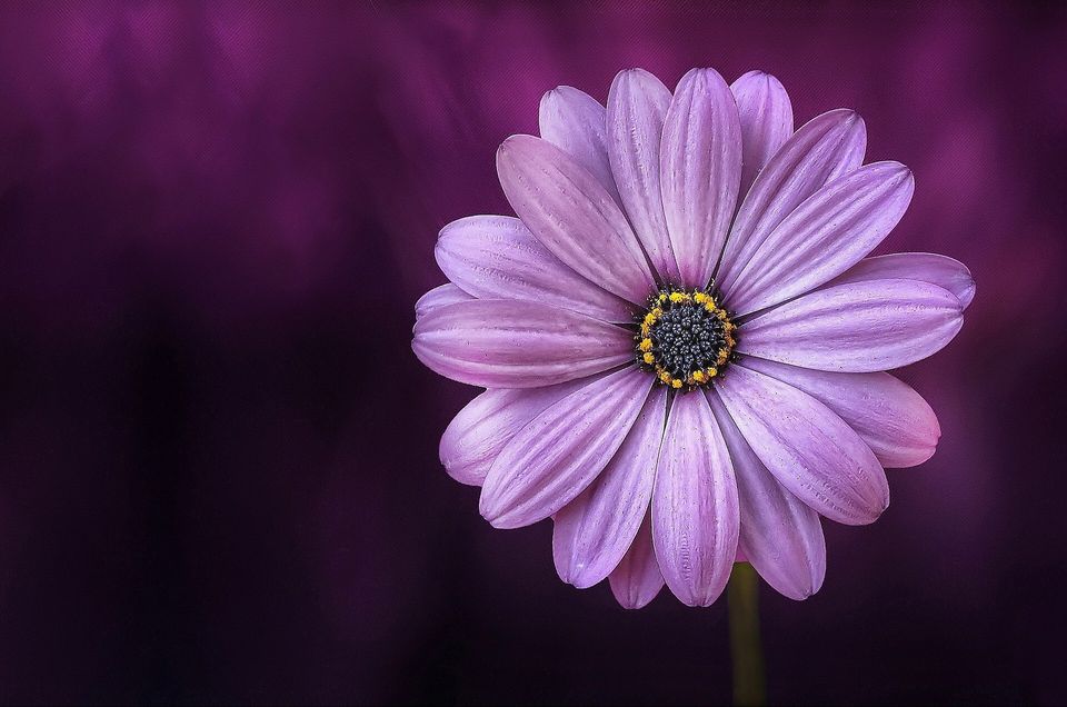 Flower 51e2dc464b 1920